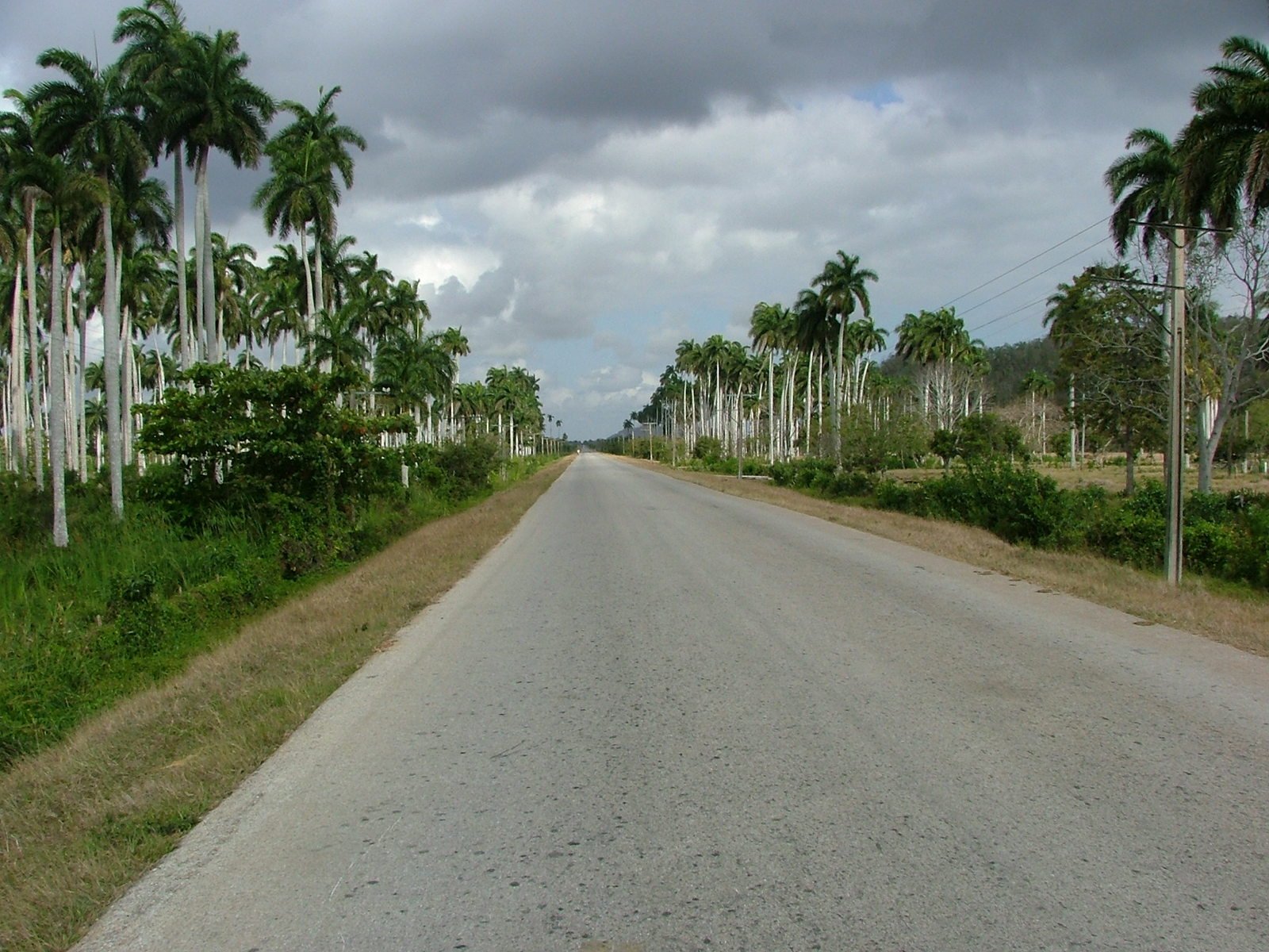 palm trees line the shoreline of a deserted country road