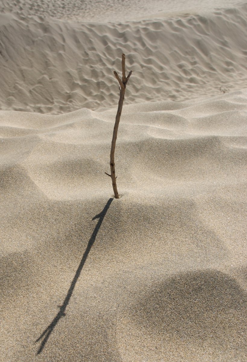 a lone tree nch standing in the middle of sand dunes