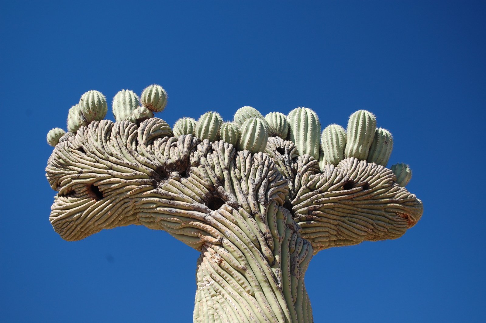 a tall cactus with lots of different things on it