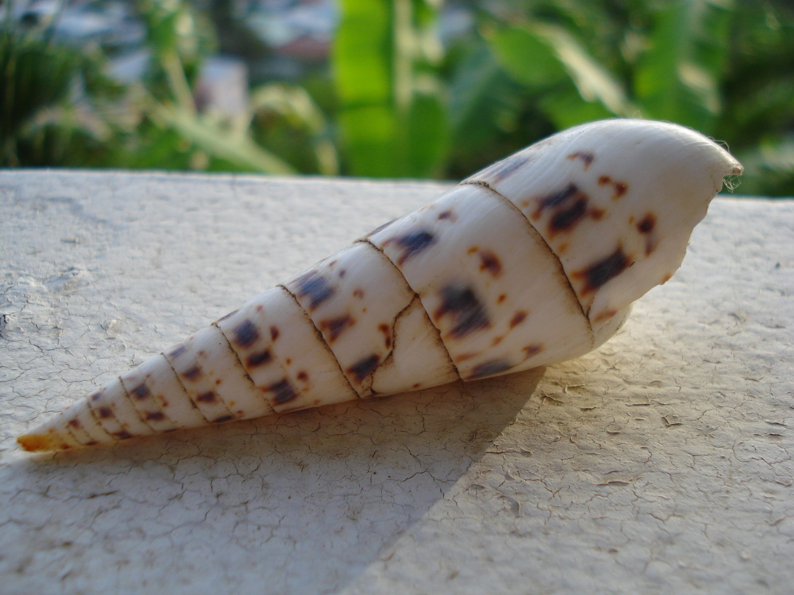 a shell with multiple layers of brown and tan dirt