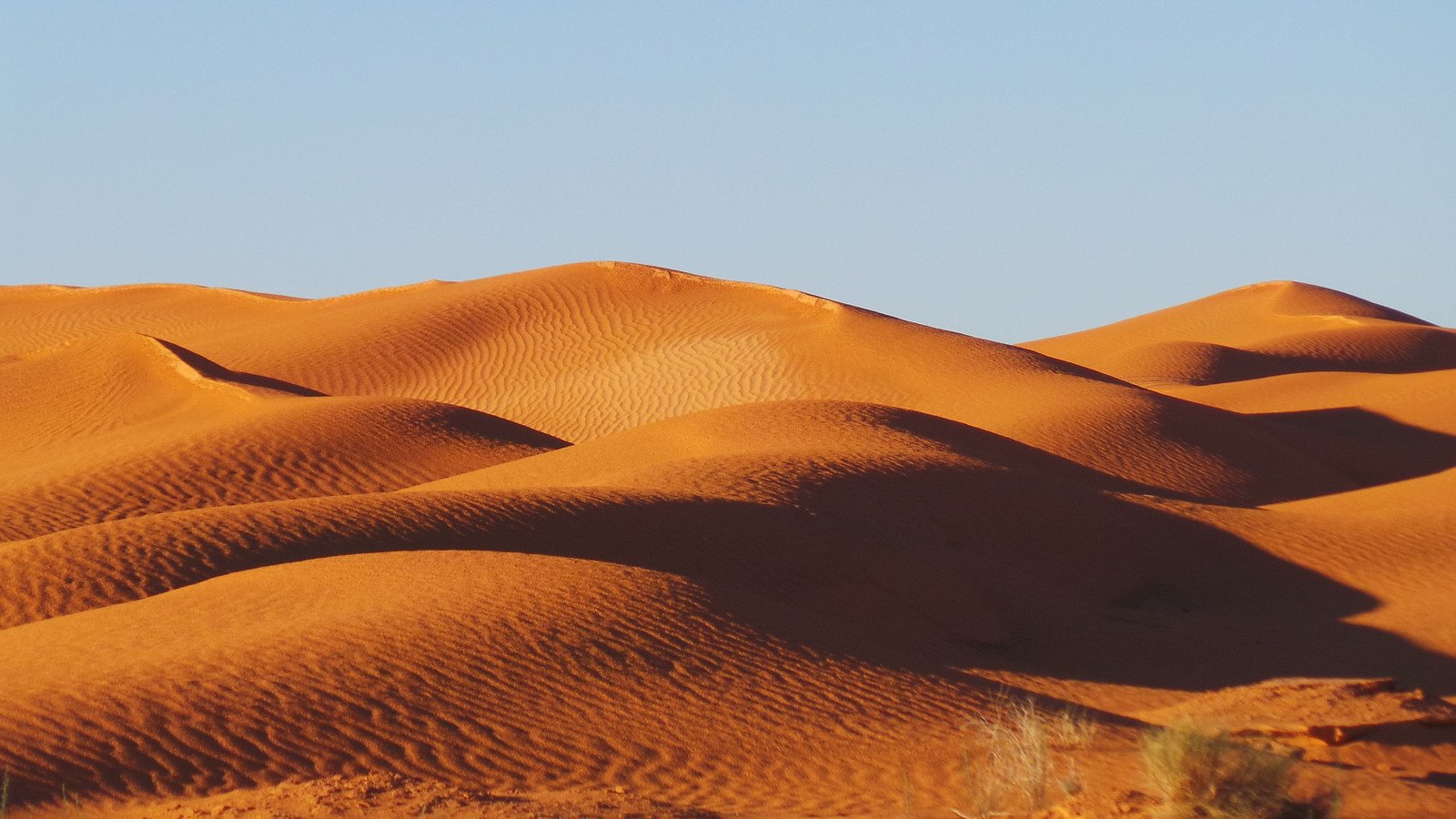 a herd of sheep grazing in the sand of an arid plain