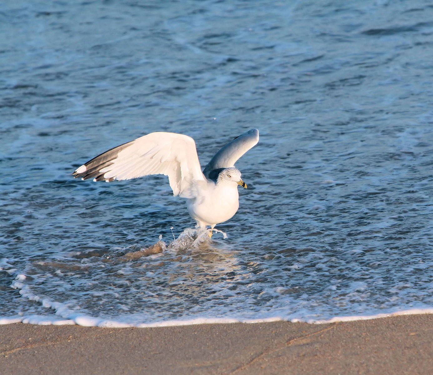 a white bird with a long tail landing on the sand