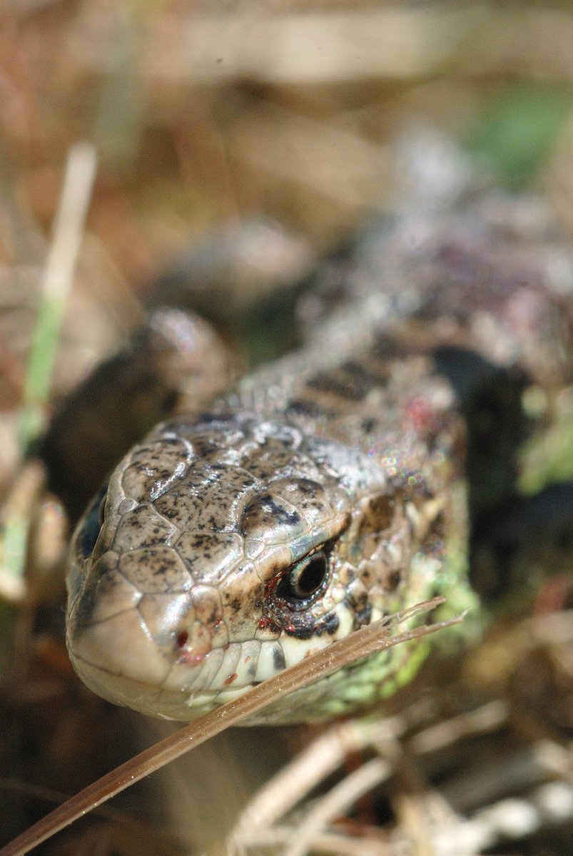 a close up of a snake with it's mouth open