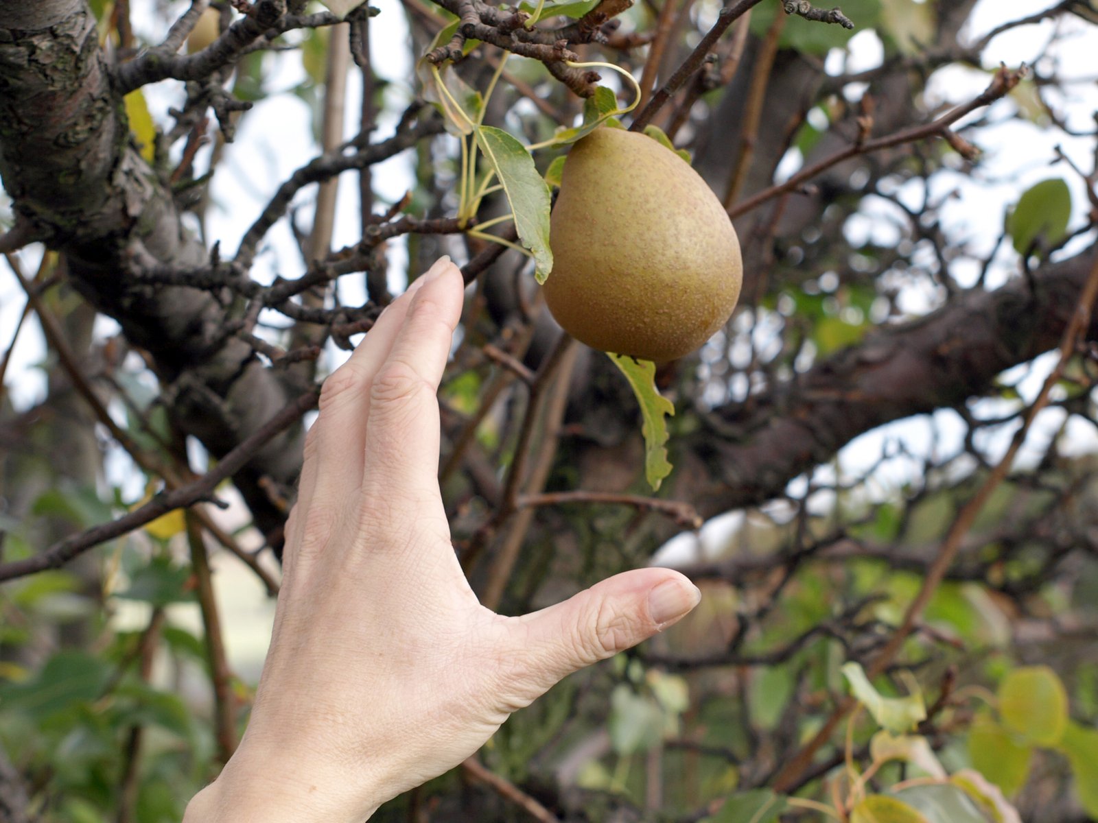 a hand reaches up to reach at a mango tree