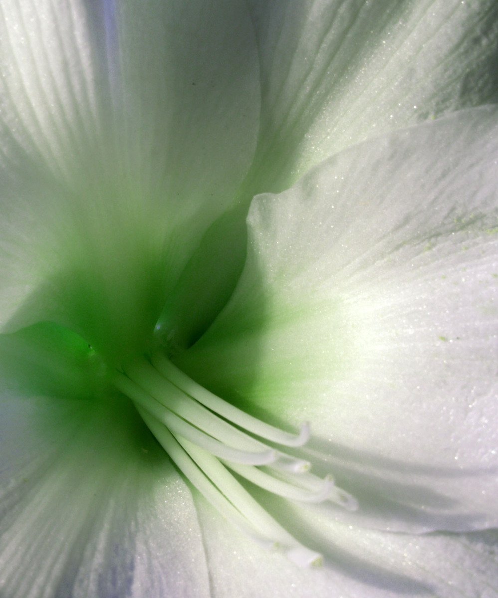 close up of an unpeeled white flower