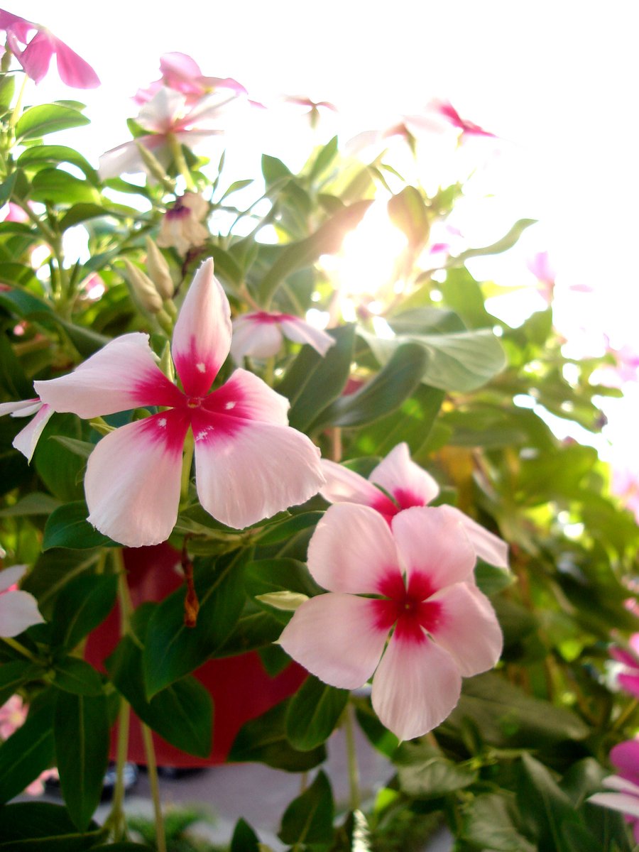 pink flowers grow in the sunlight on a plant