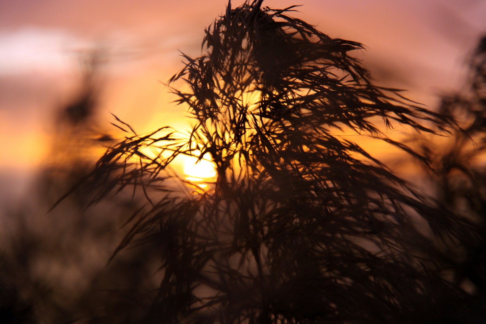 the sun is setting behind a very long bush