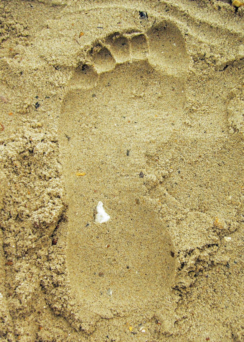 a small animal's paw print in the sand