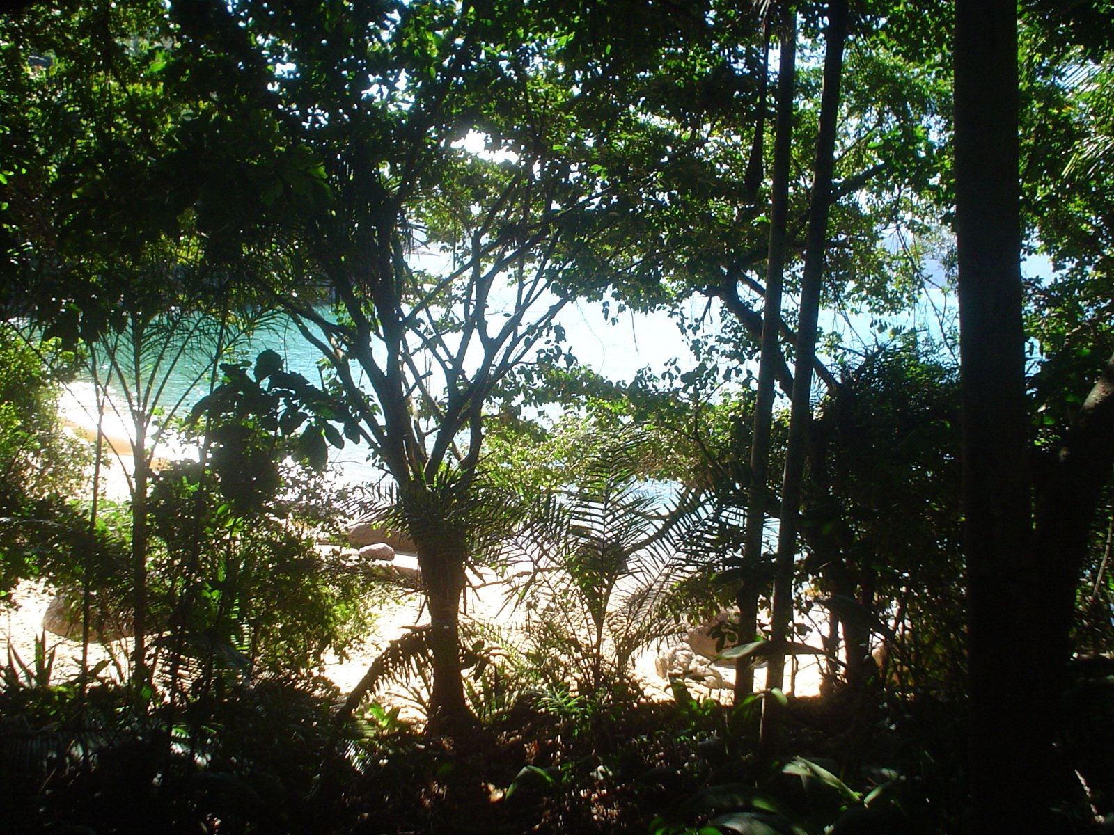 the sun shining through the trees of the rainforest