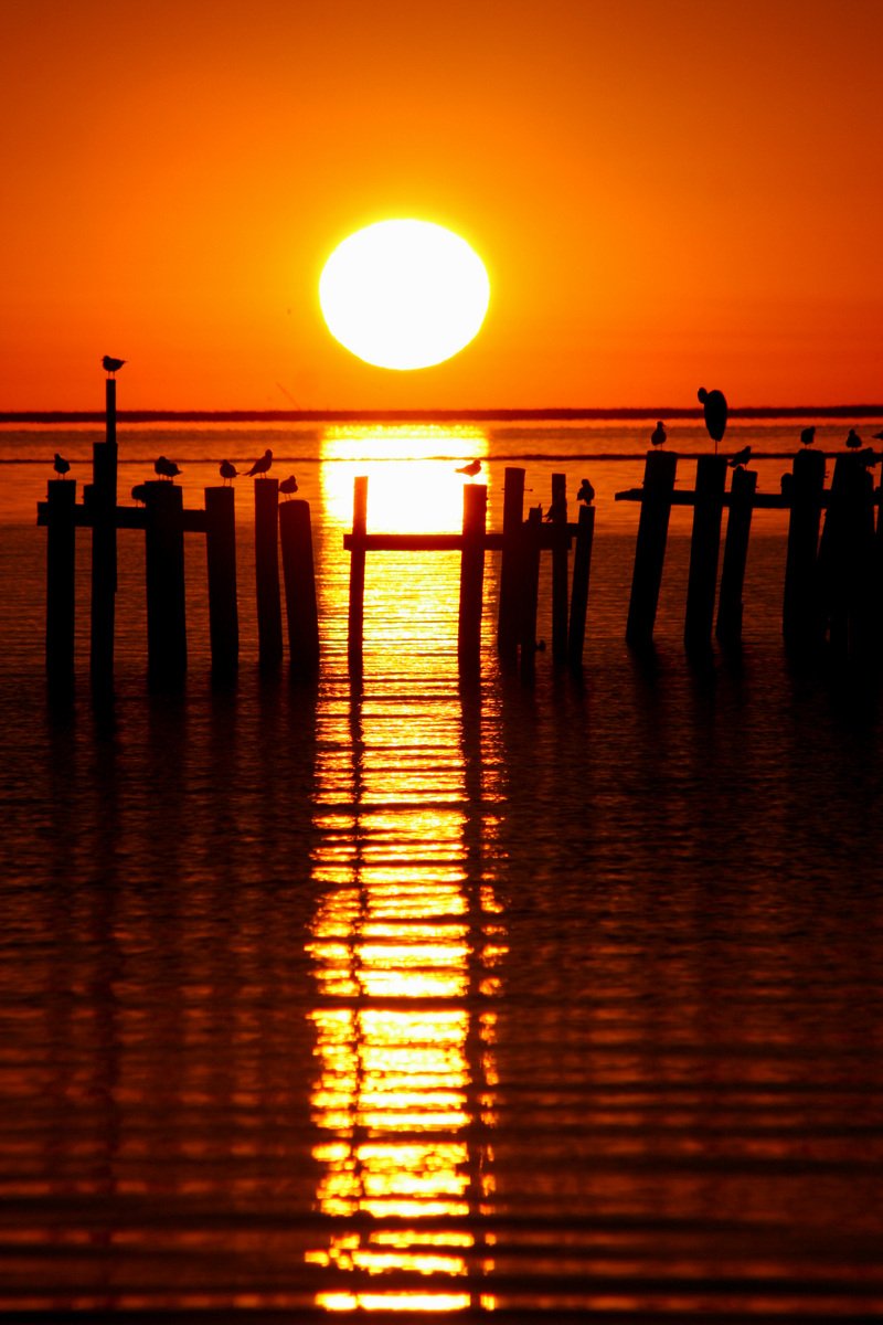 two birds standing on some posts at sunset