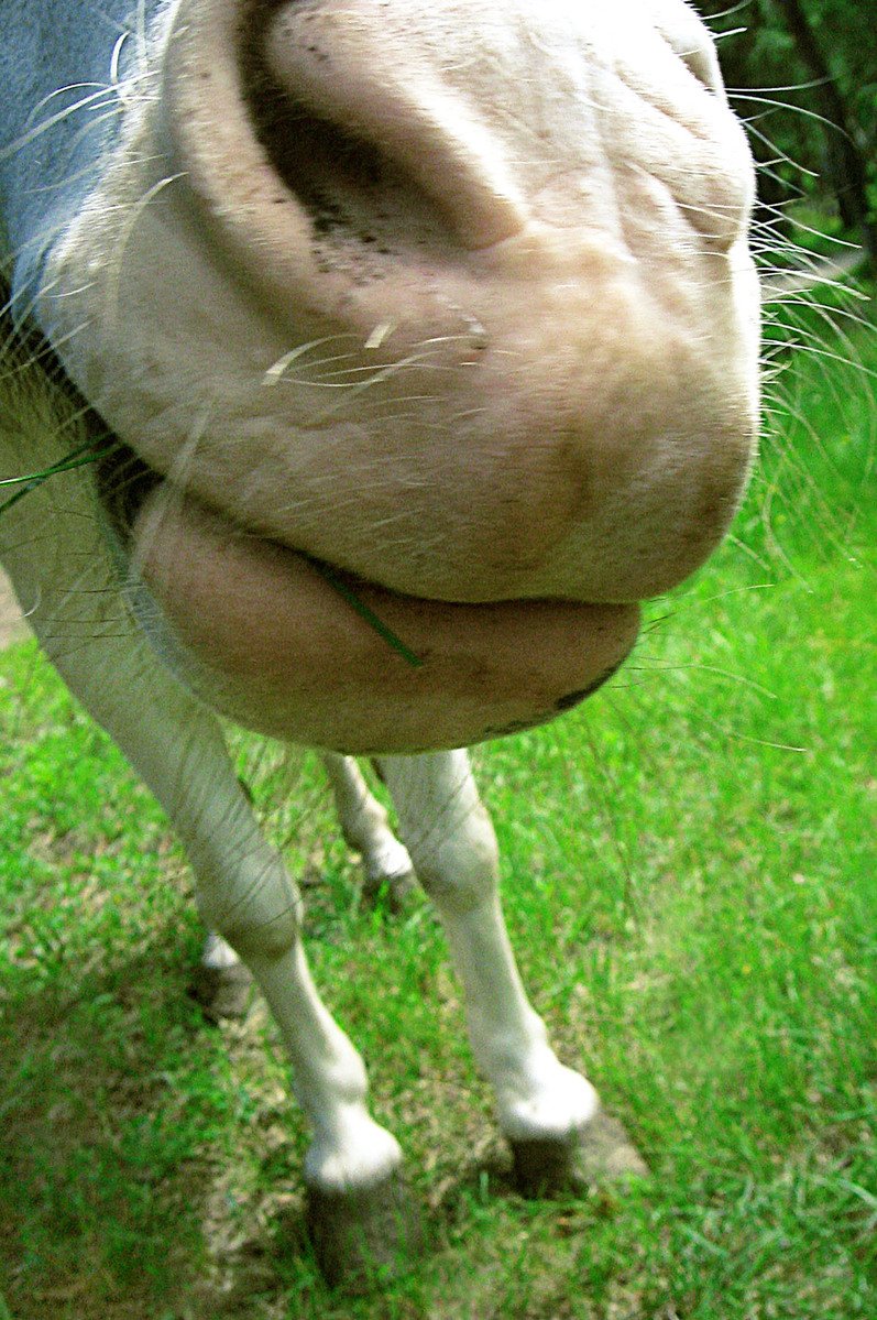 a close up view of a horse's face with grass around it