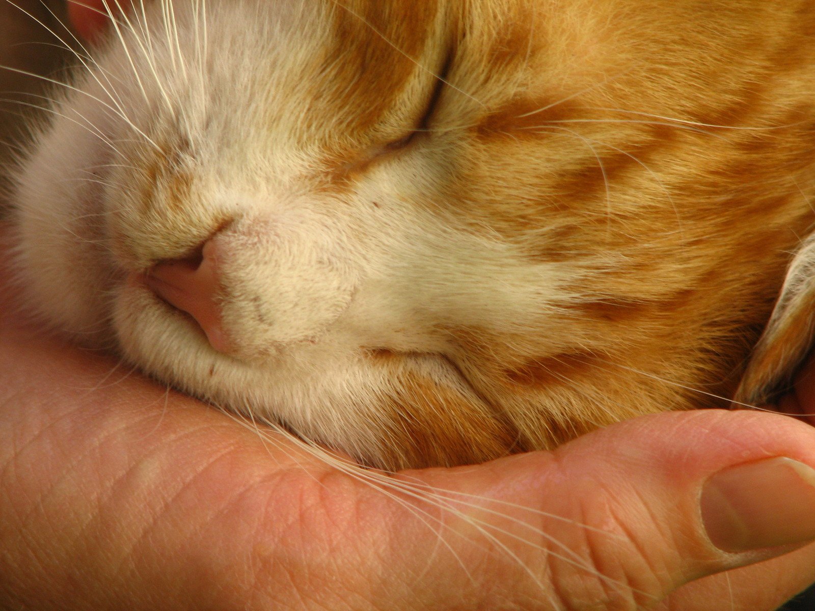 close up s of a cat sleeping in a person's hands