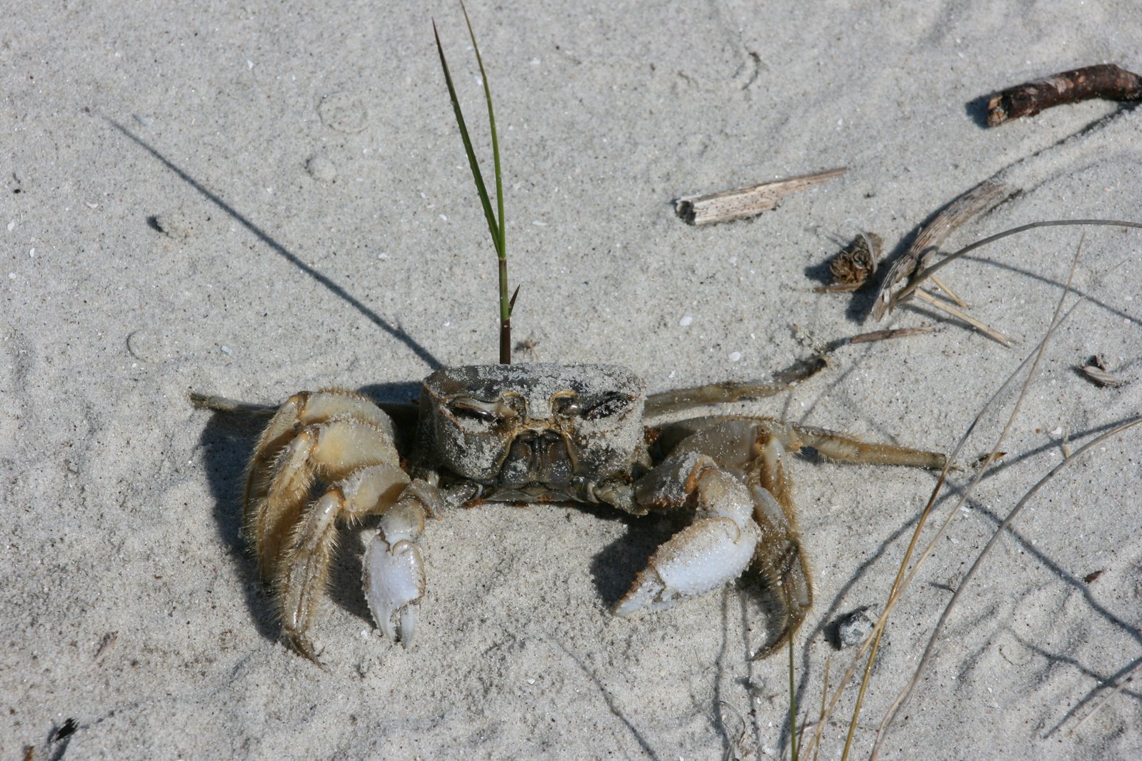 a dead crab is sitting in the sand