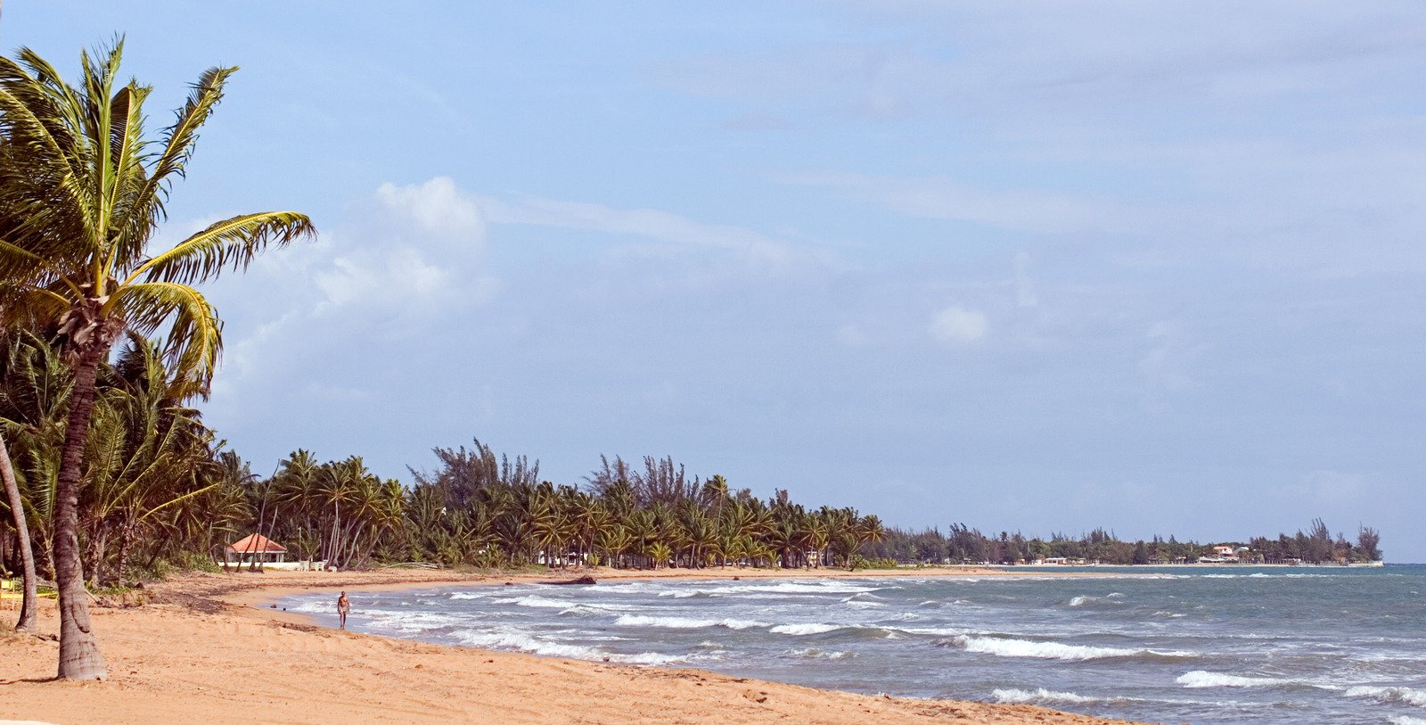 a beach with some palm trees and the ocean