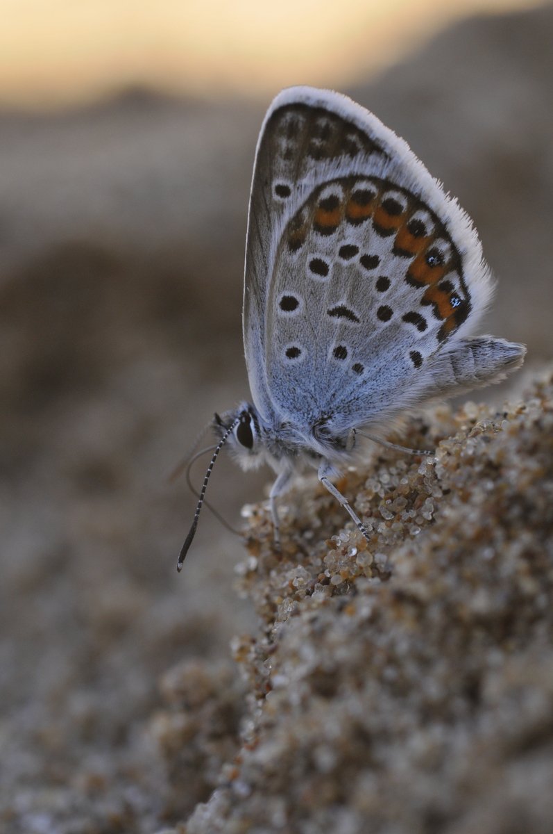 small blue erfly perched on a rock at low tide