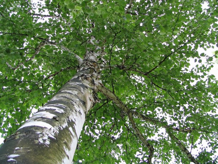 a tall tree with green leaves in the background