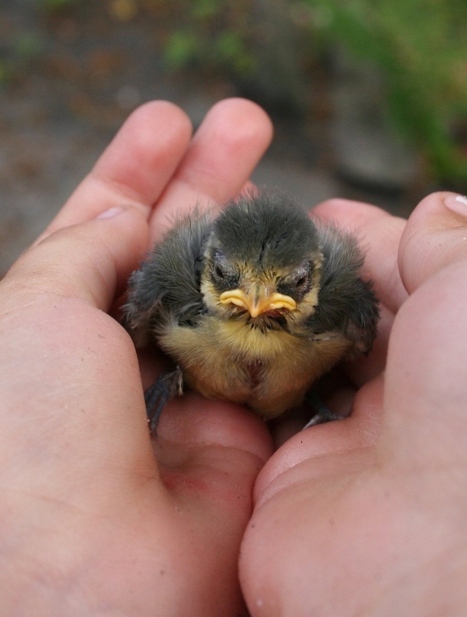 someone is holding a little bird in their hand