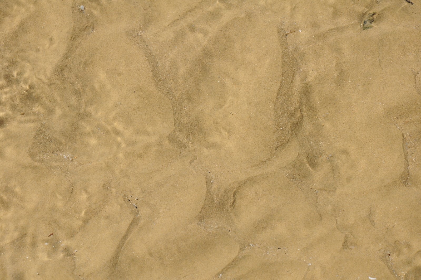 a dog that is laying down in the sand