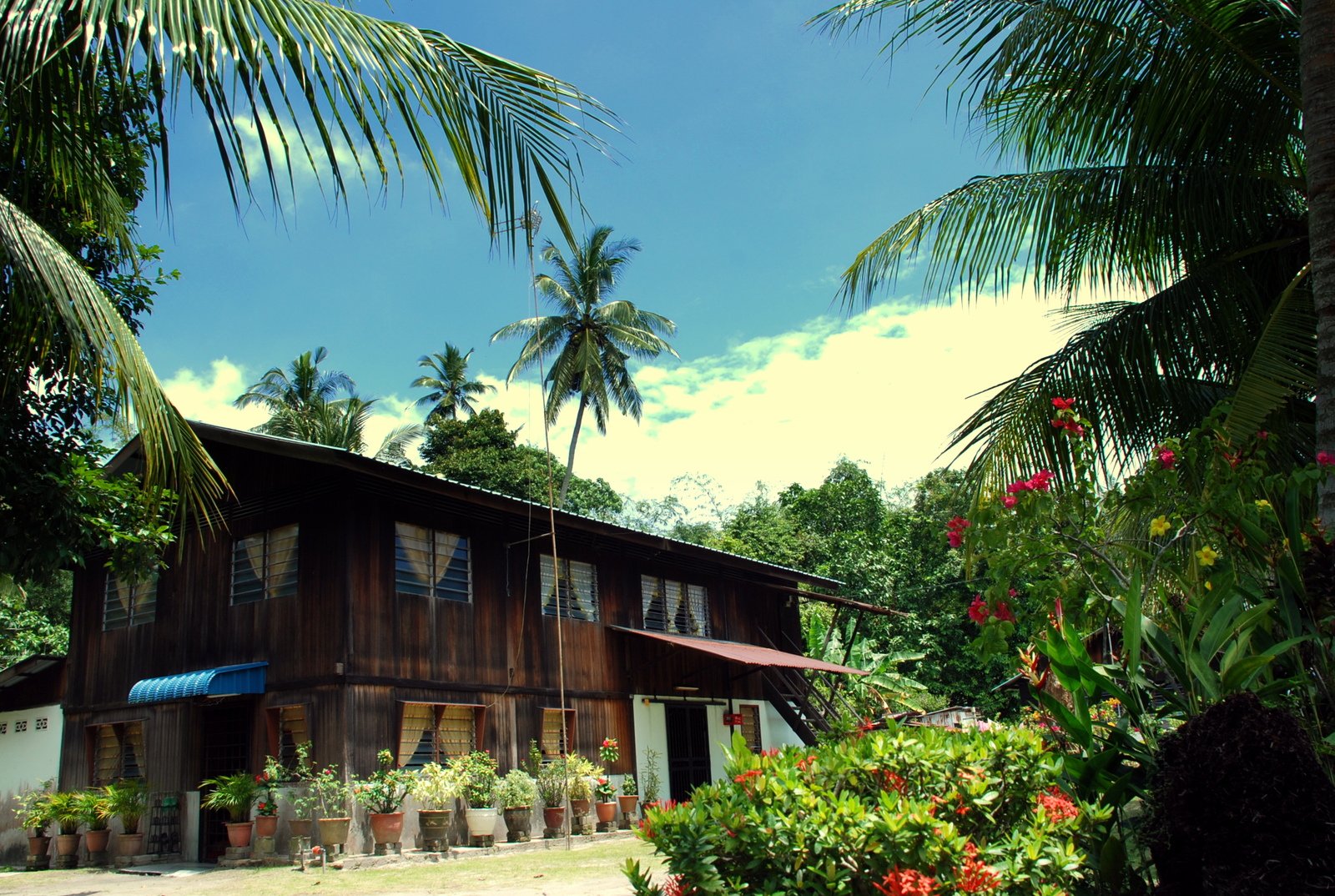 wooden house with palm trees surrounding it