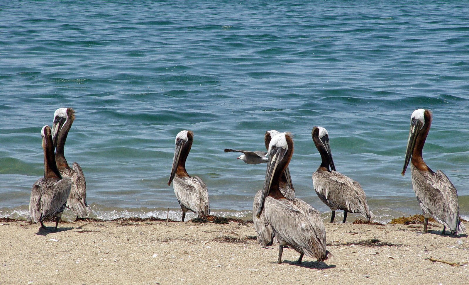 a flock of pelicans looking out over the water
