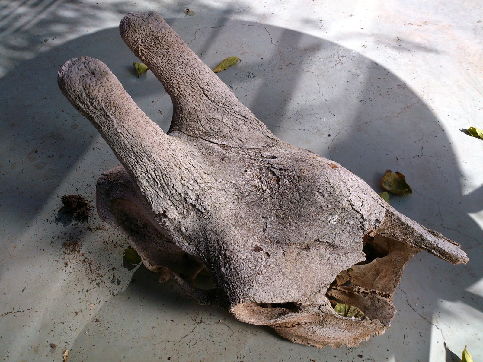 an elephant skull with very old wear sitting in a bowl
