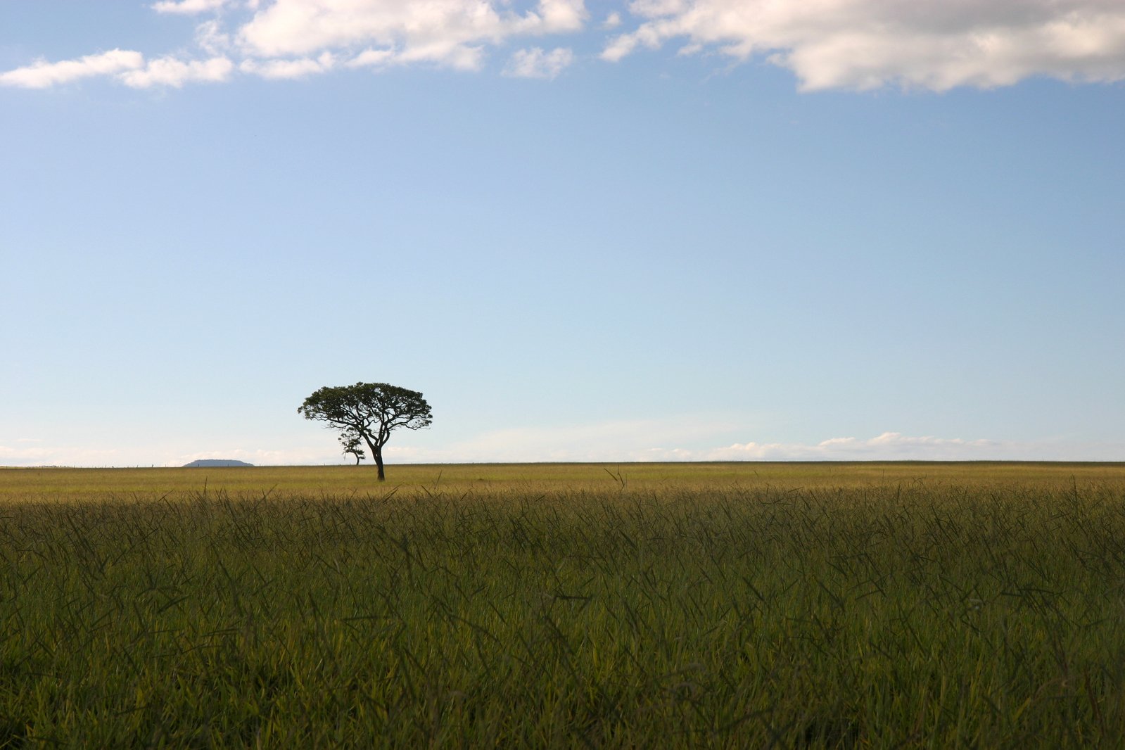 the lone tree is in a wide open field