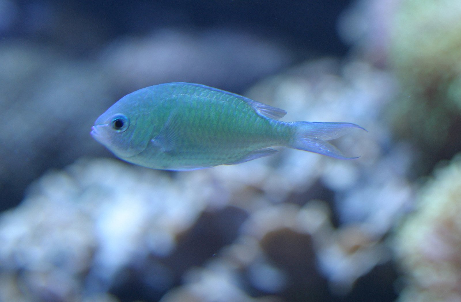 a small blue fish swimming in a big blue tank