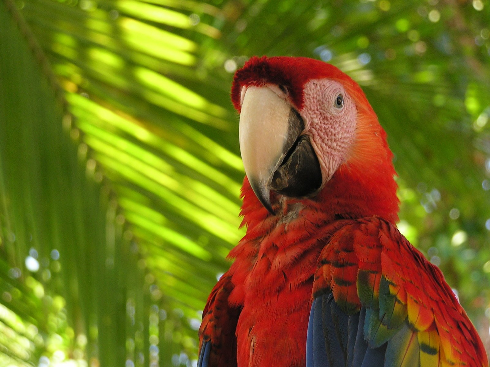 a bird with red feathers perched next to palm trees