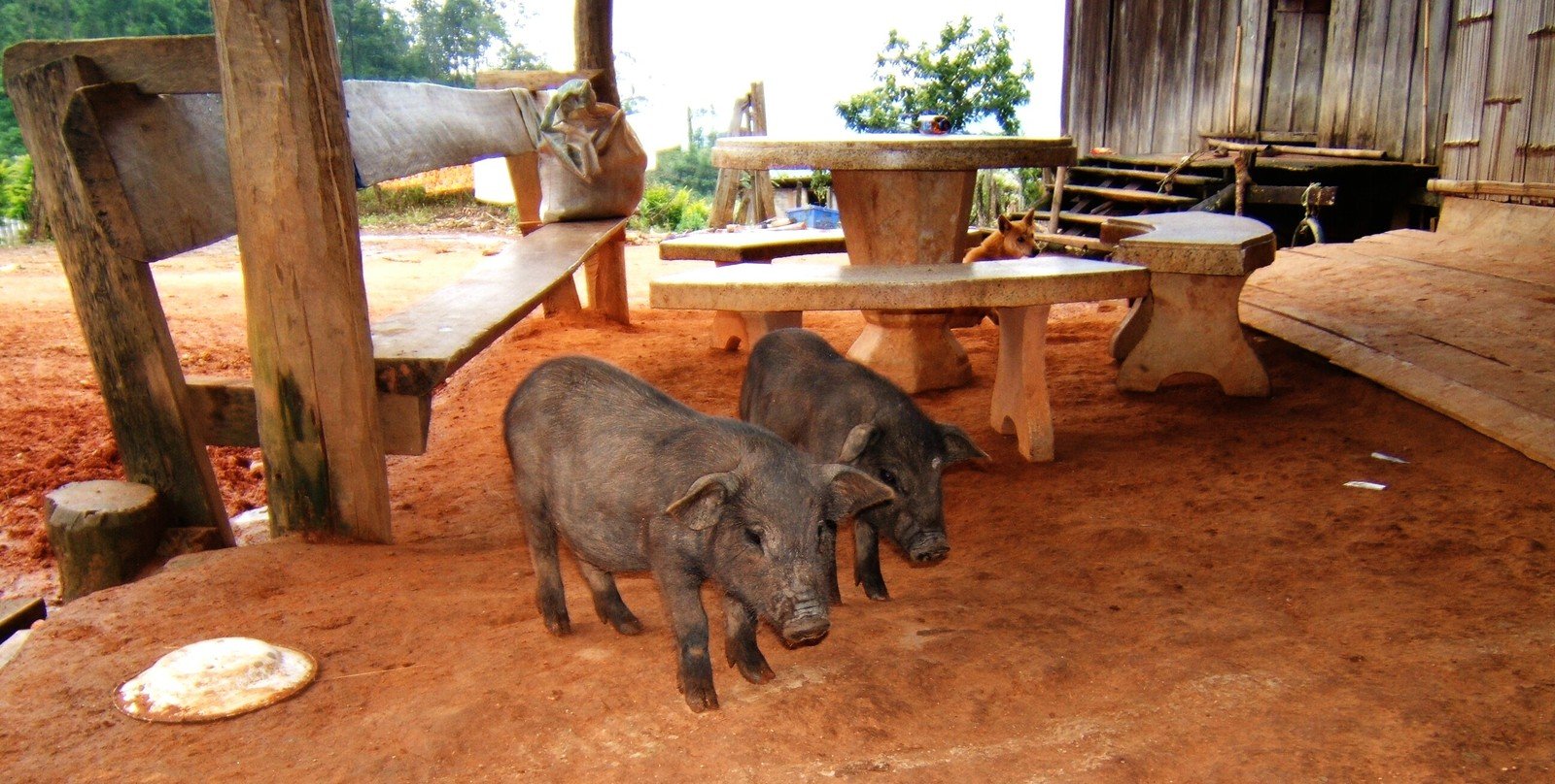 two young wild boars standing on the sand