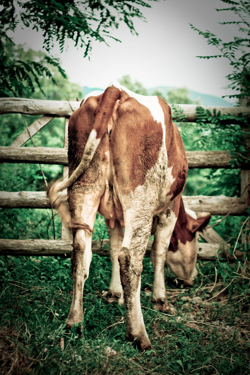 a brown and white cow standing near a fence