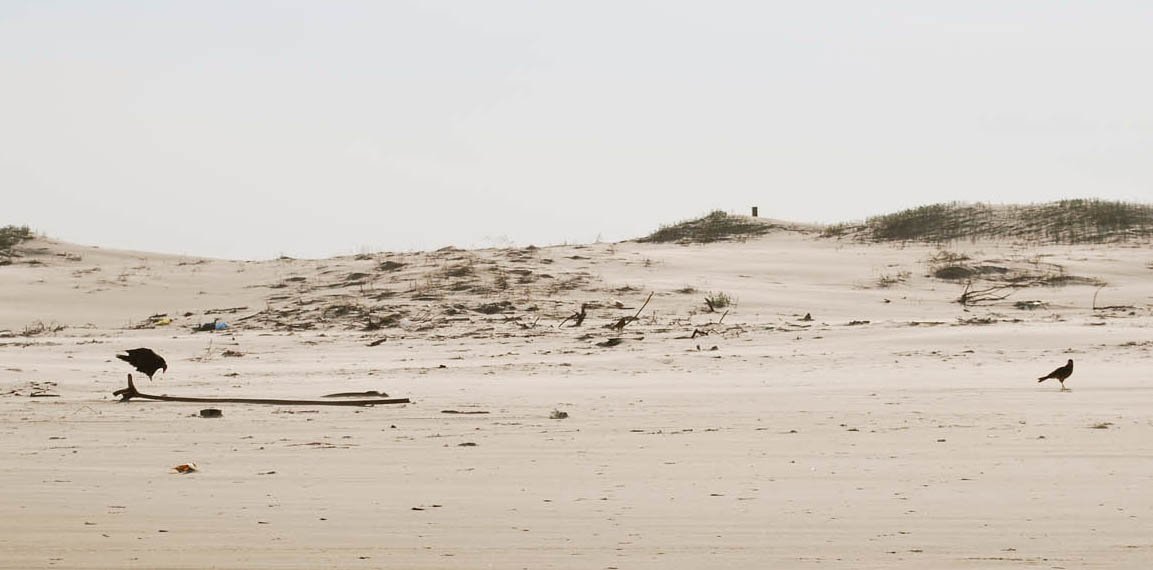 a bird standing on top of a sandy beach