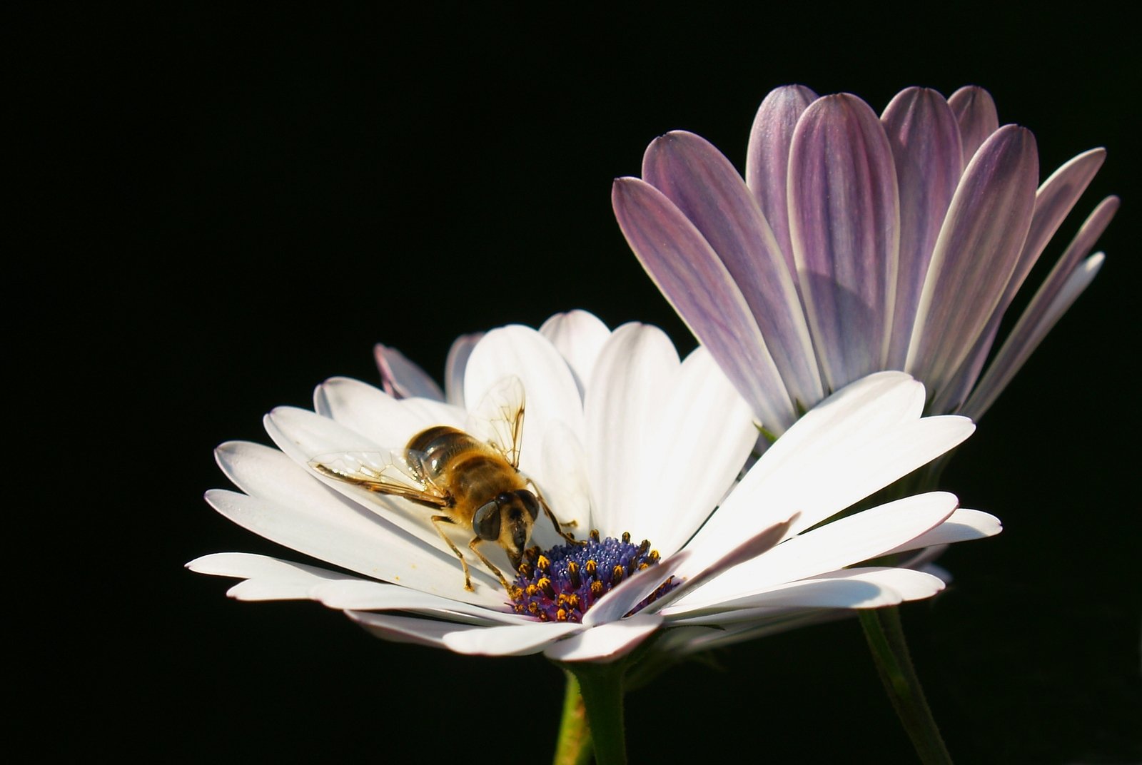 a bee sitting on the center of a large daisy