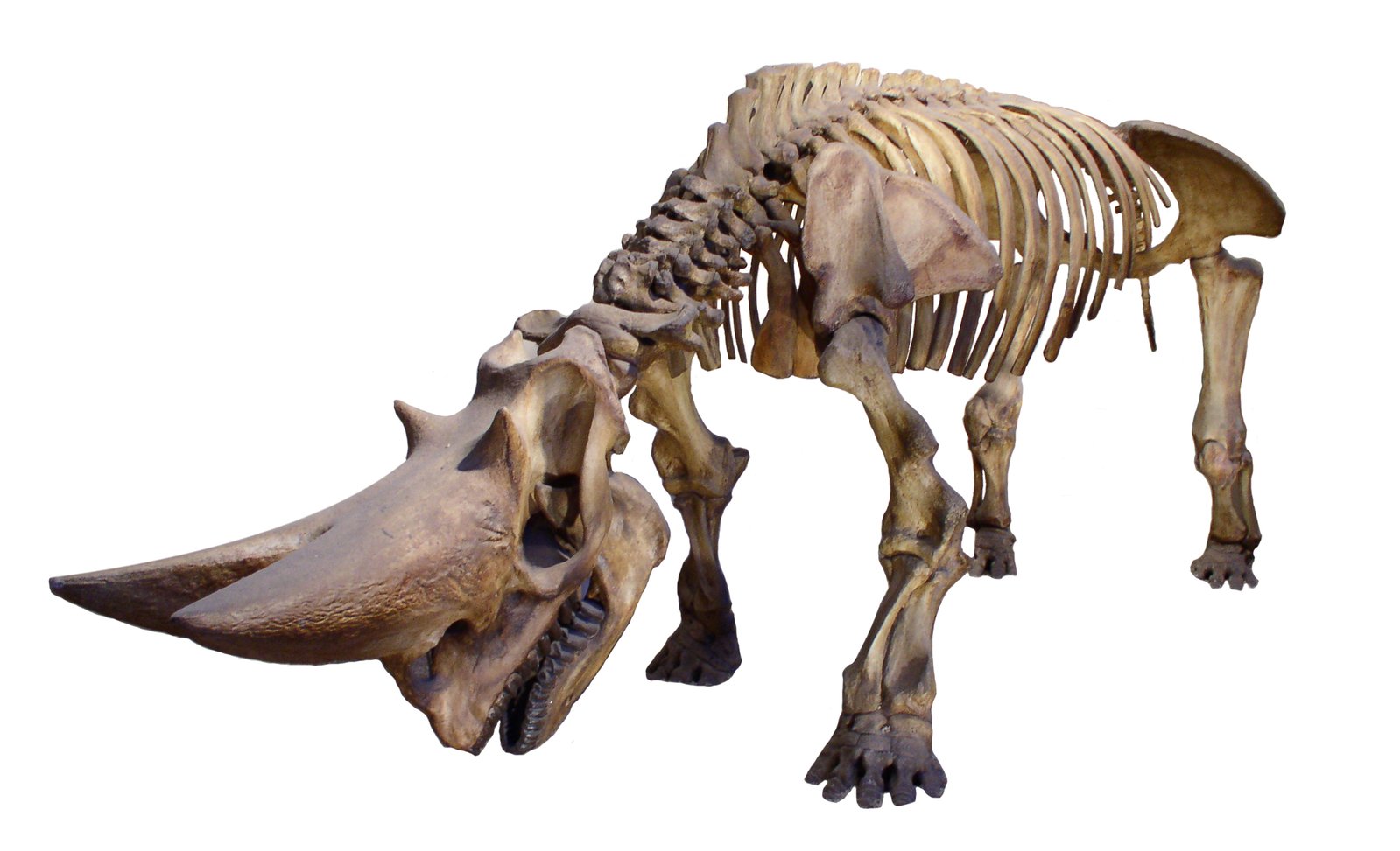the skeleton of a large animal that is in full