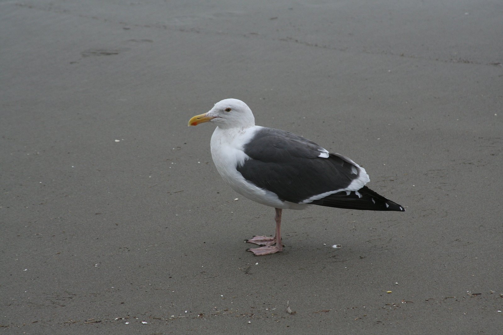 a small bird standing on a wet surface