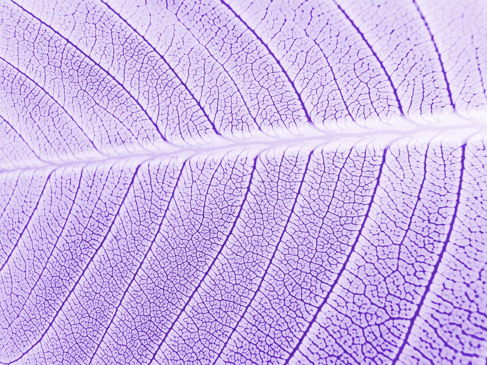 the underside of a leaf with a vein