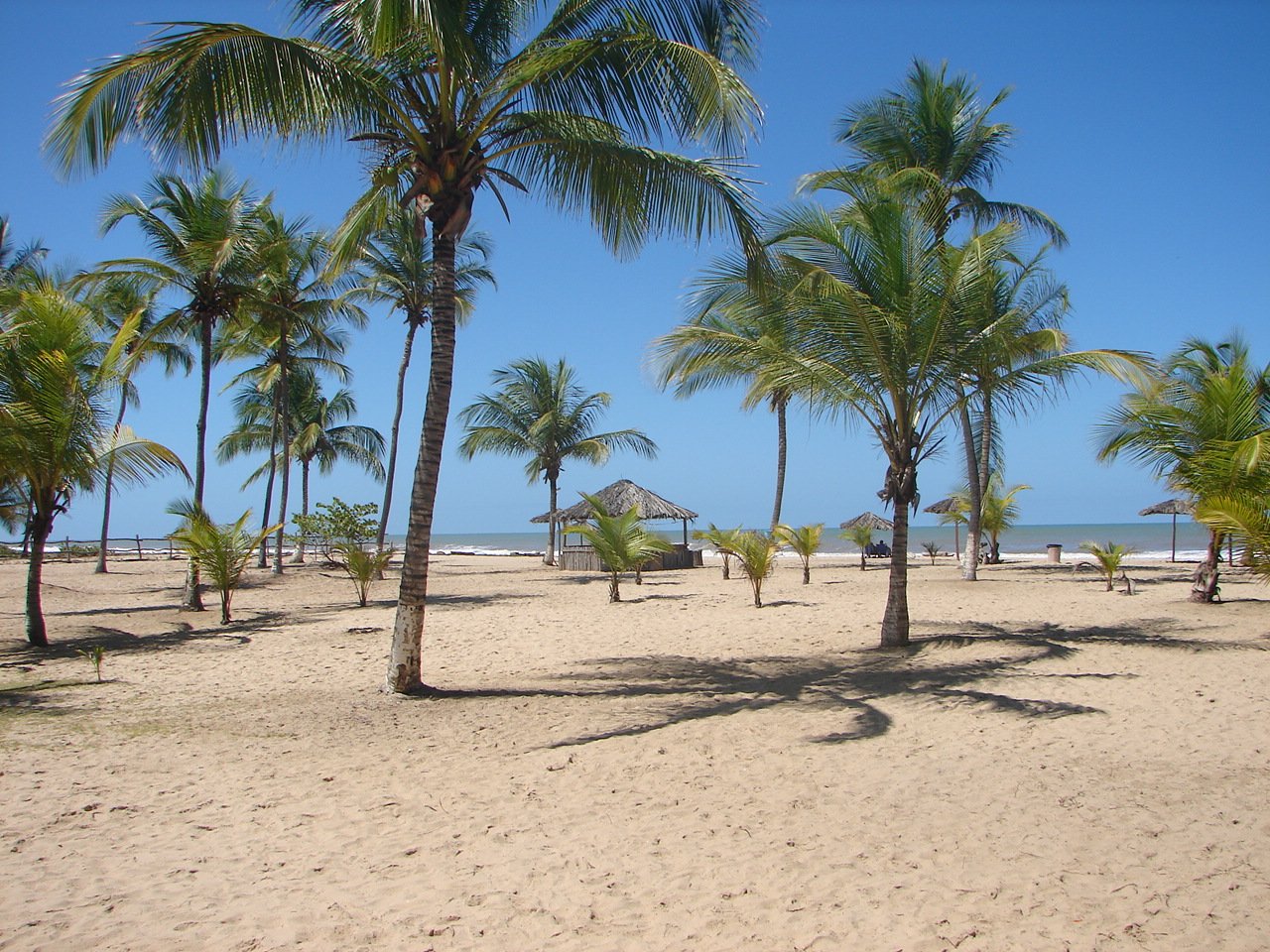 a sandy beach with palm trees and umbrellas in the background