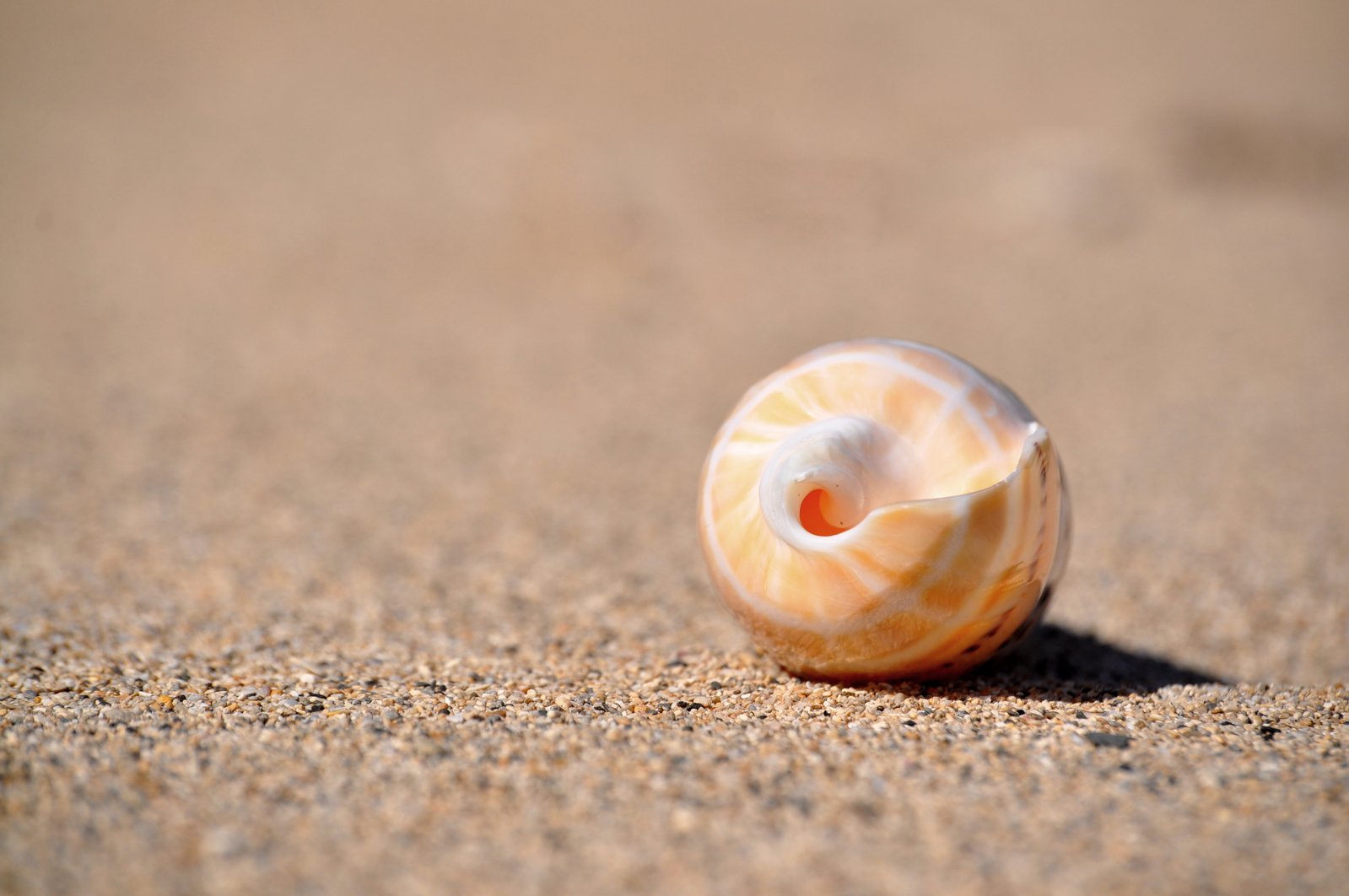 there is a seashell lying on the sand