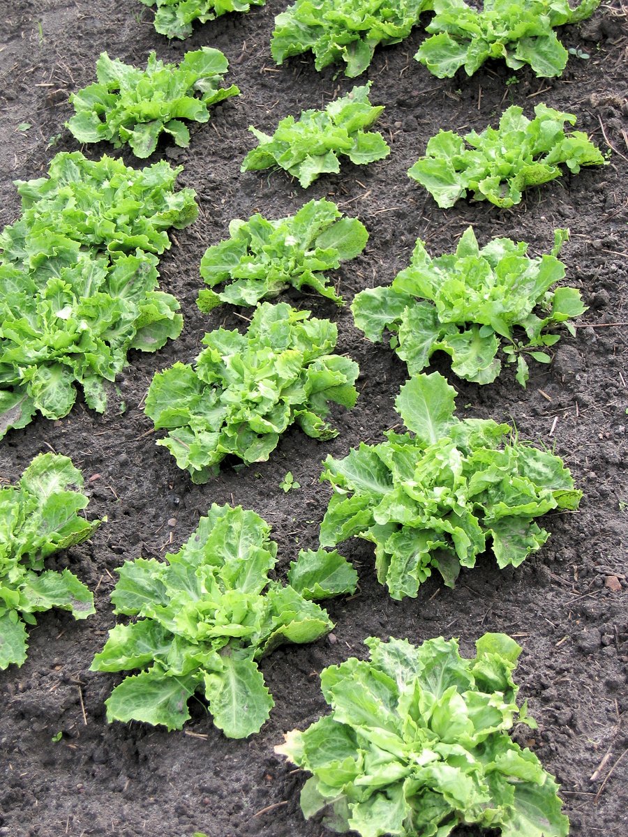 a large group of leafy green vegetables in a garden