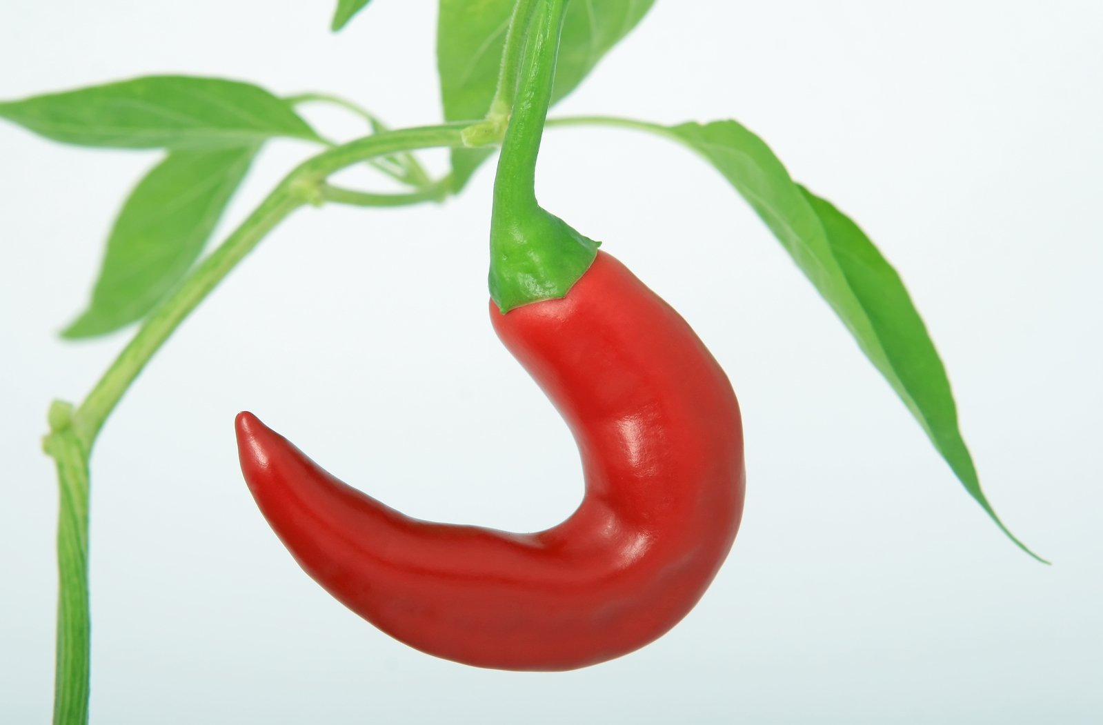 a very long ripe chili sitting on a green leaf