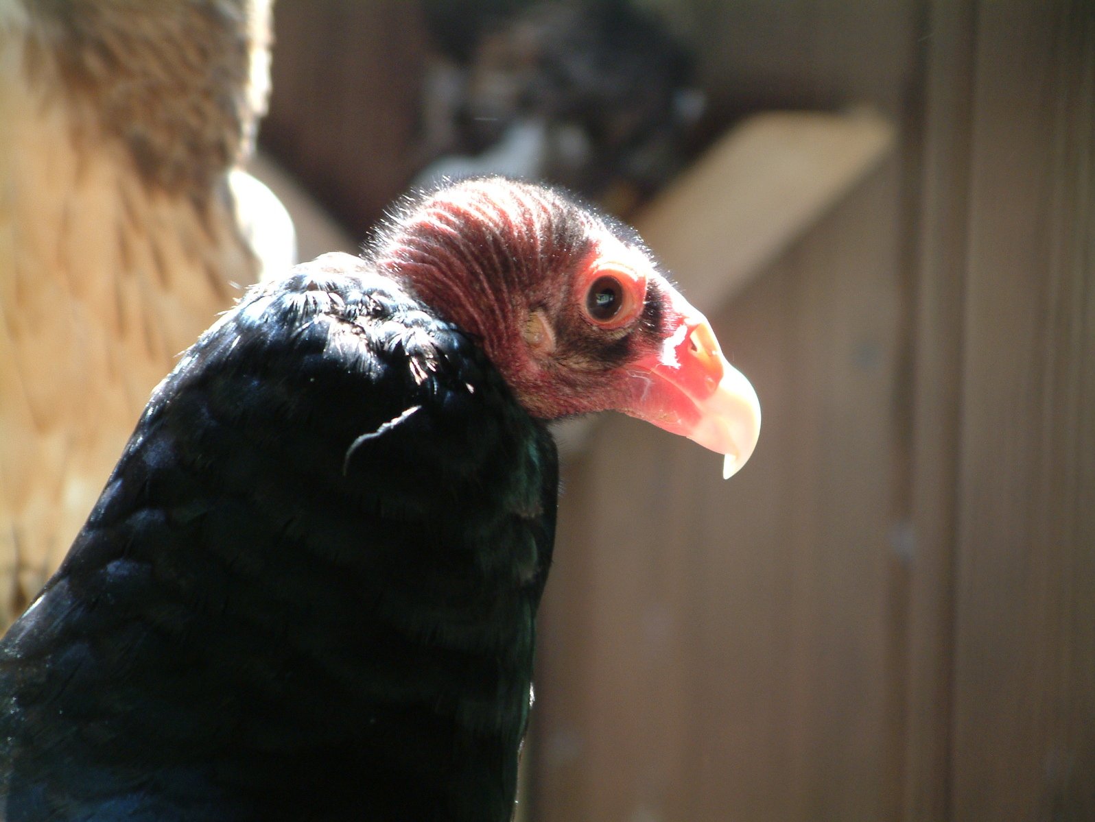 a close up po of a black bird with red head