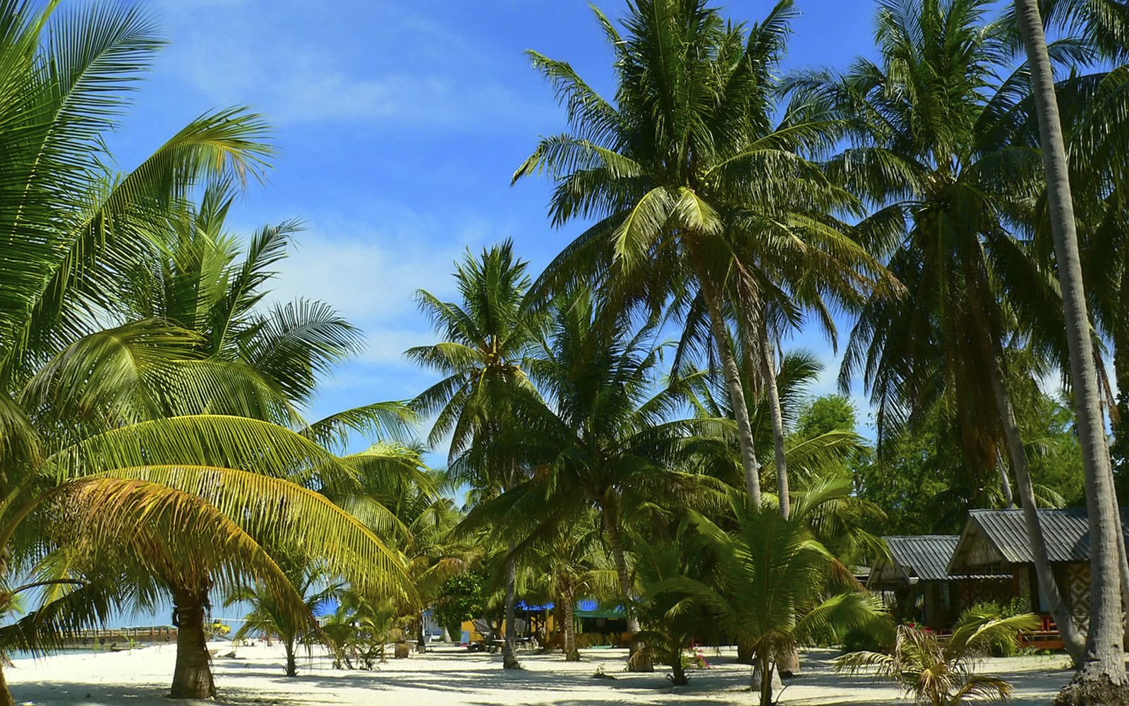 some very pretty palm trees on the beach