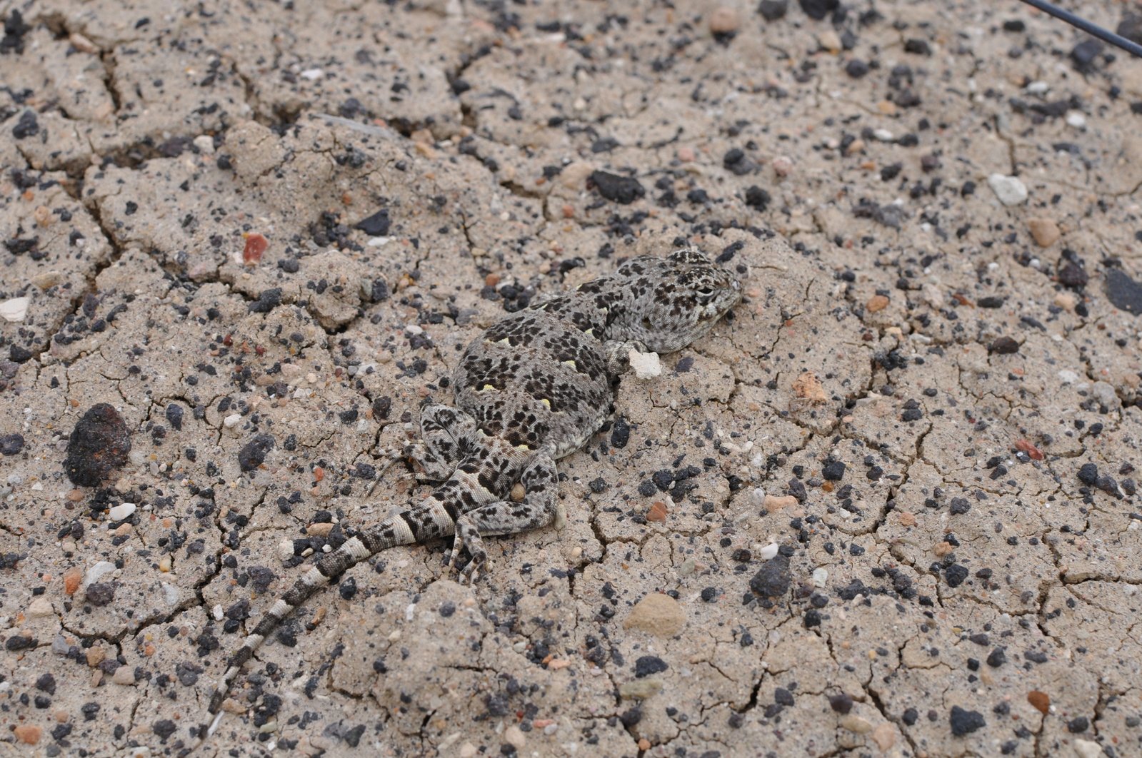 a close up view of a bug crawling in the dirt