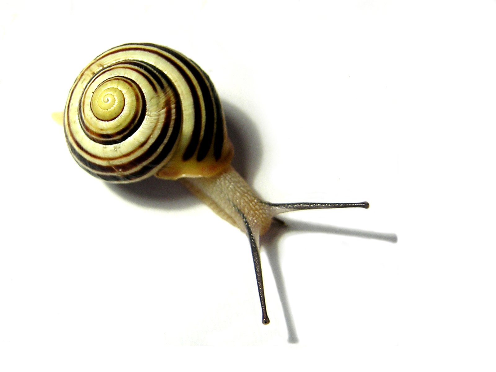 the snail has its back legs crossed on the floor