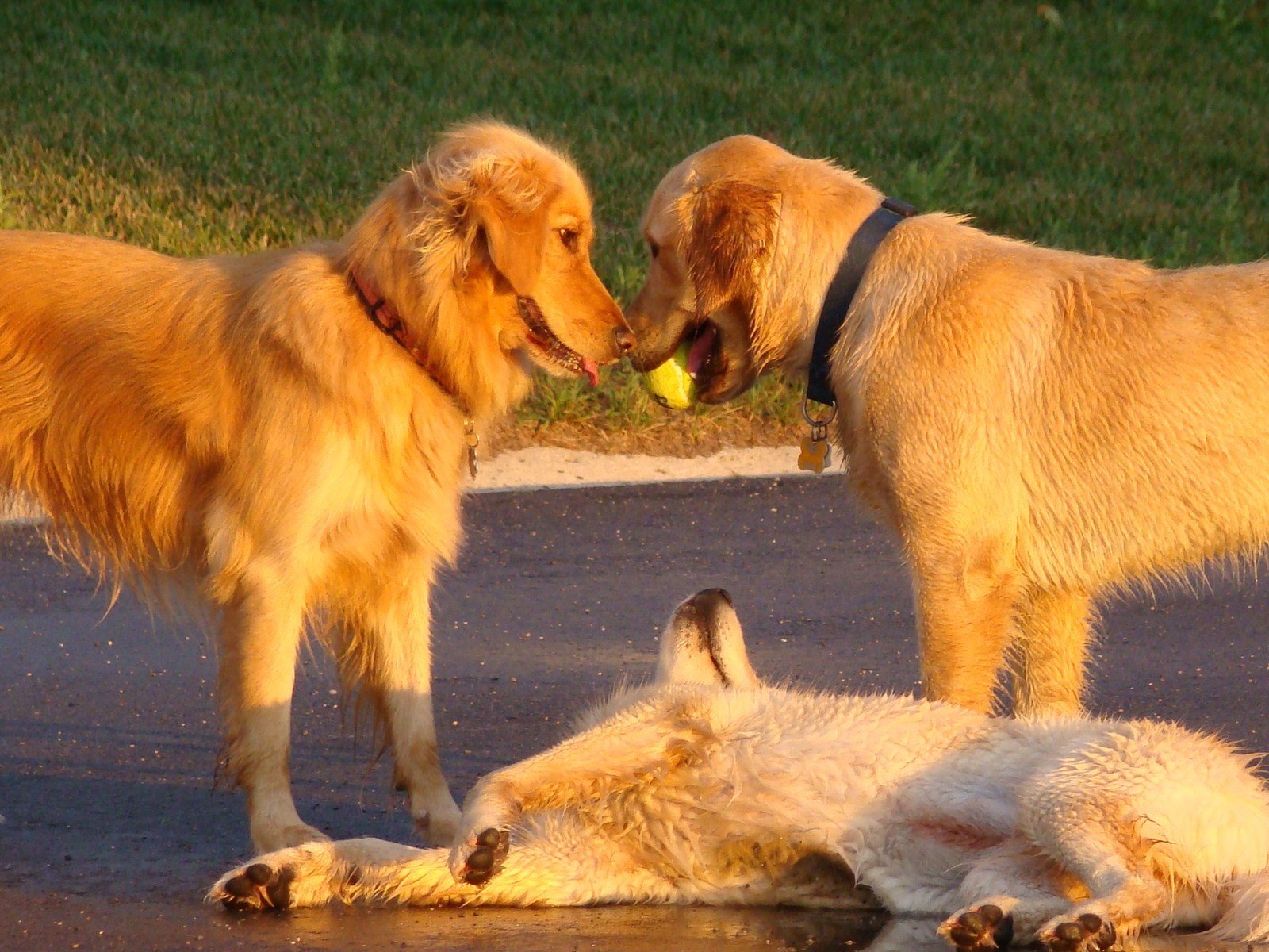 two dogs that are playing in the street