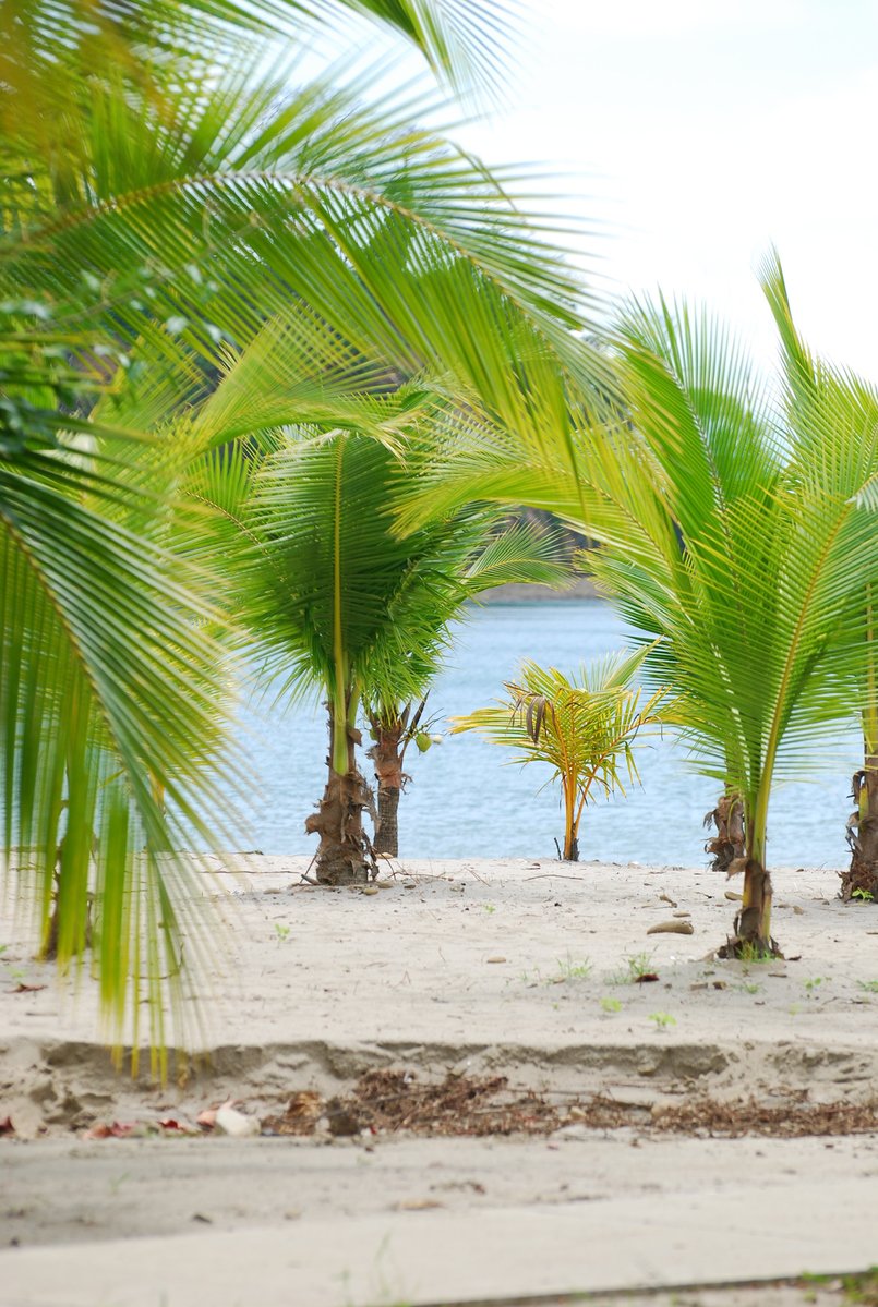 palm trees and a blue ocean on the shore