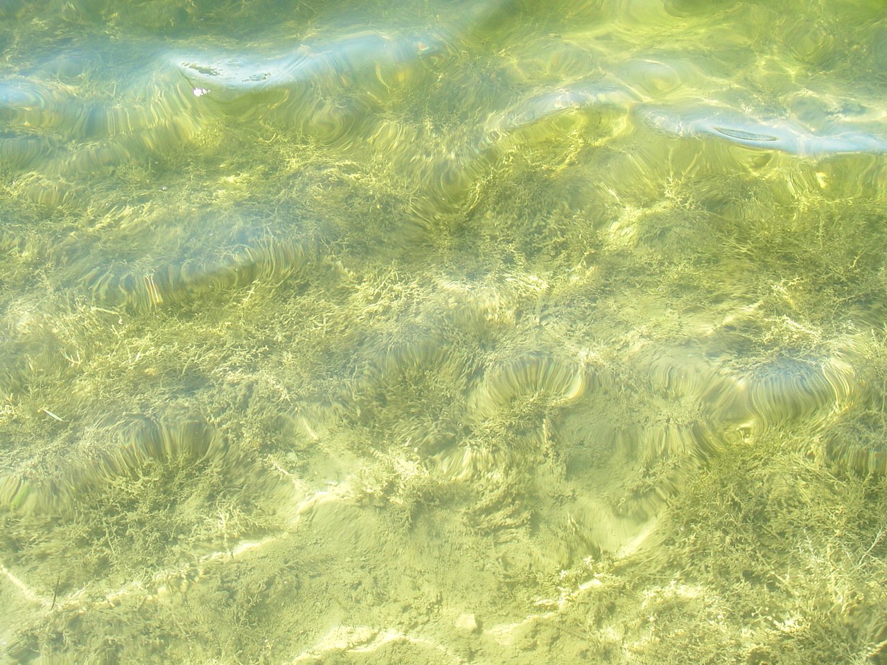 the water is green with brown algae and small white bubbles