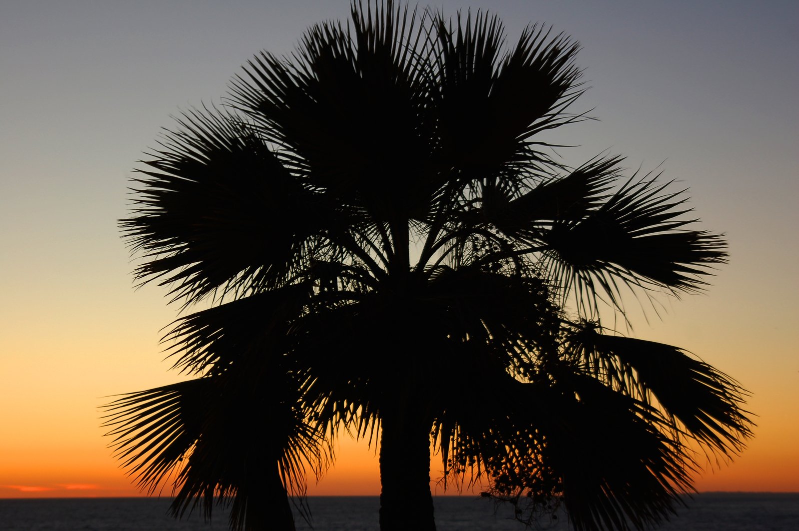 the silhouette of a palm tree in front of an orange sunset