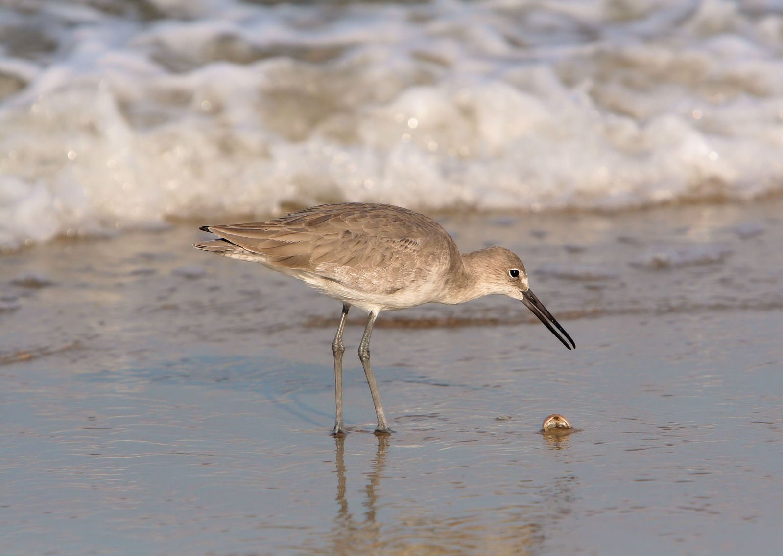 a bird walking on the sand near the waves