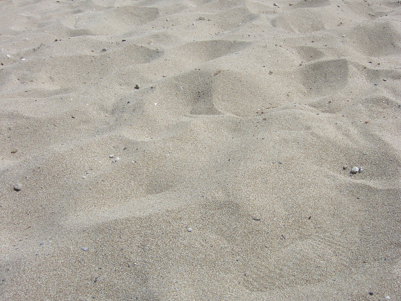 a brown dog is walking across the sand