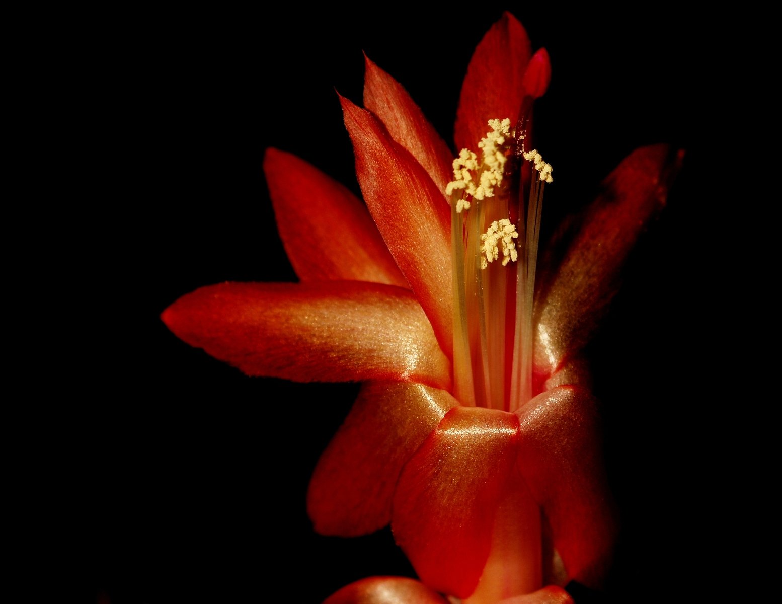 a large orange flower on a stem with white stamen